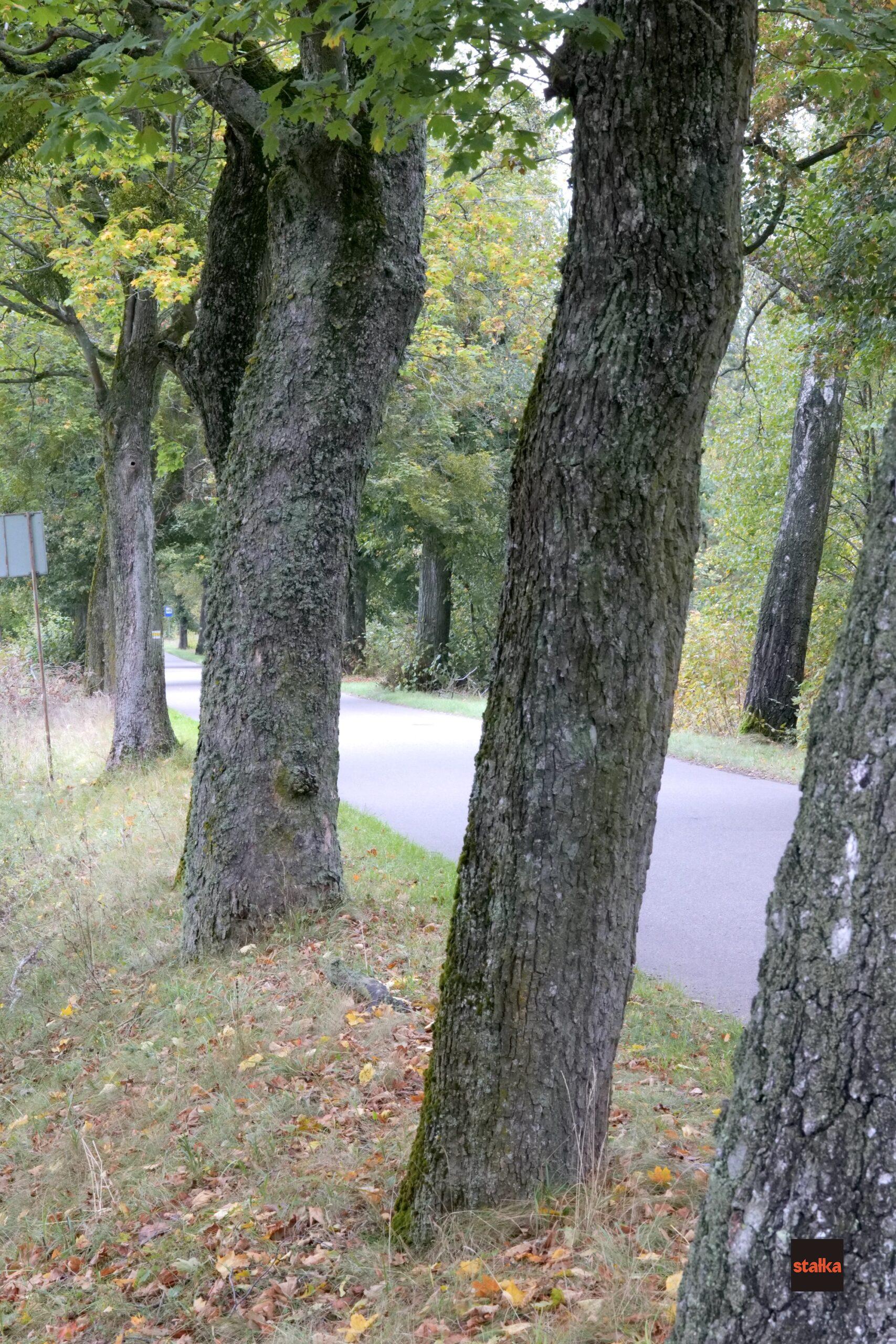 Spędziłem weekend z Sigmą A 28-105 f2.8 DG DN 8 P1085545 1 scaled