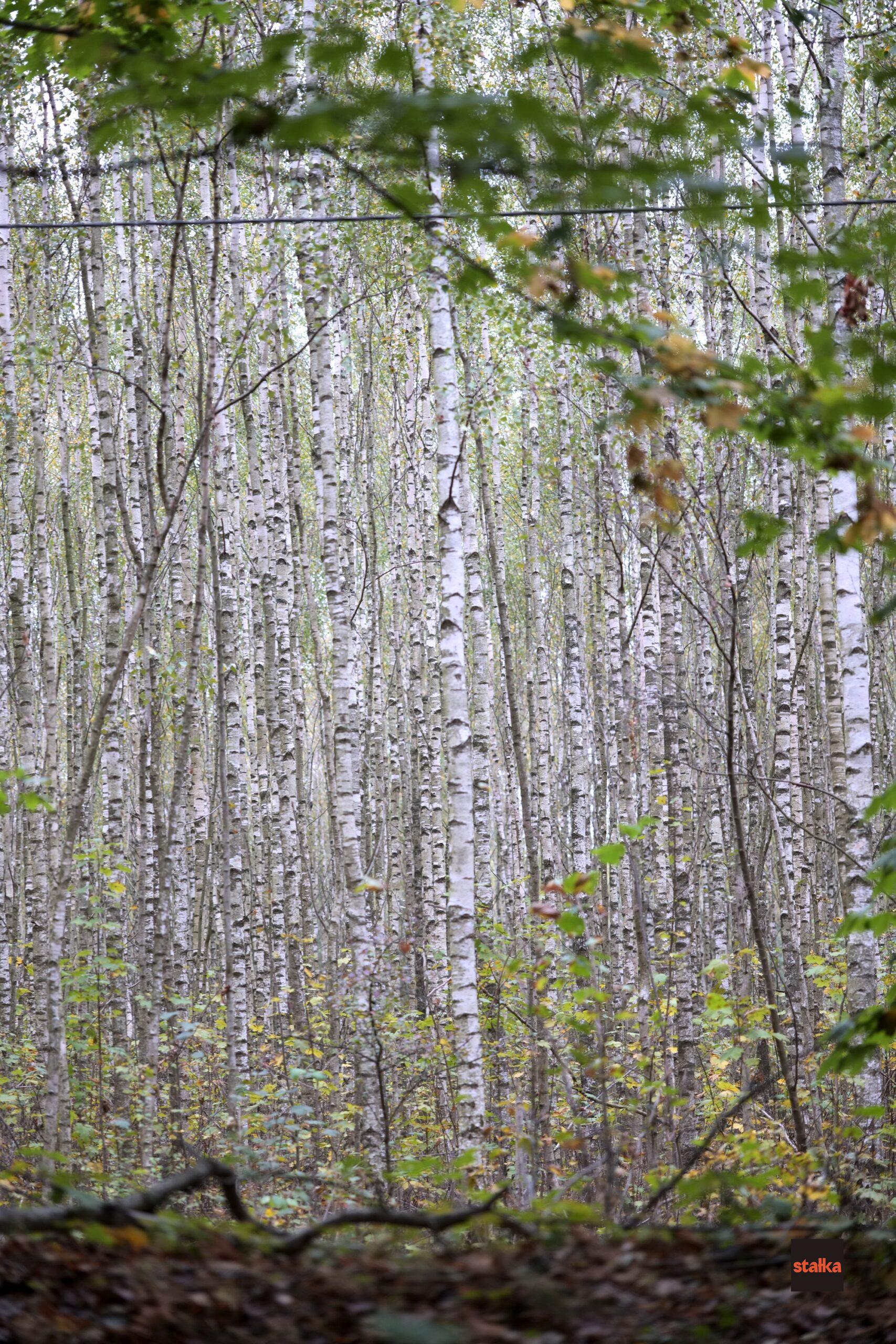 Spędziłem weekend z Sigmą A 28-105 f2.8 DG DN 10 P1085548 1 scaled