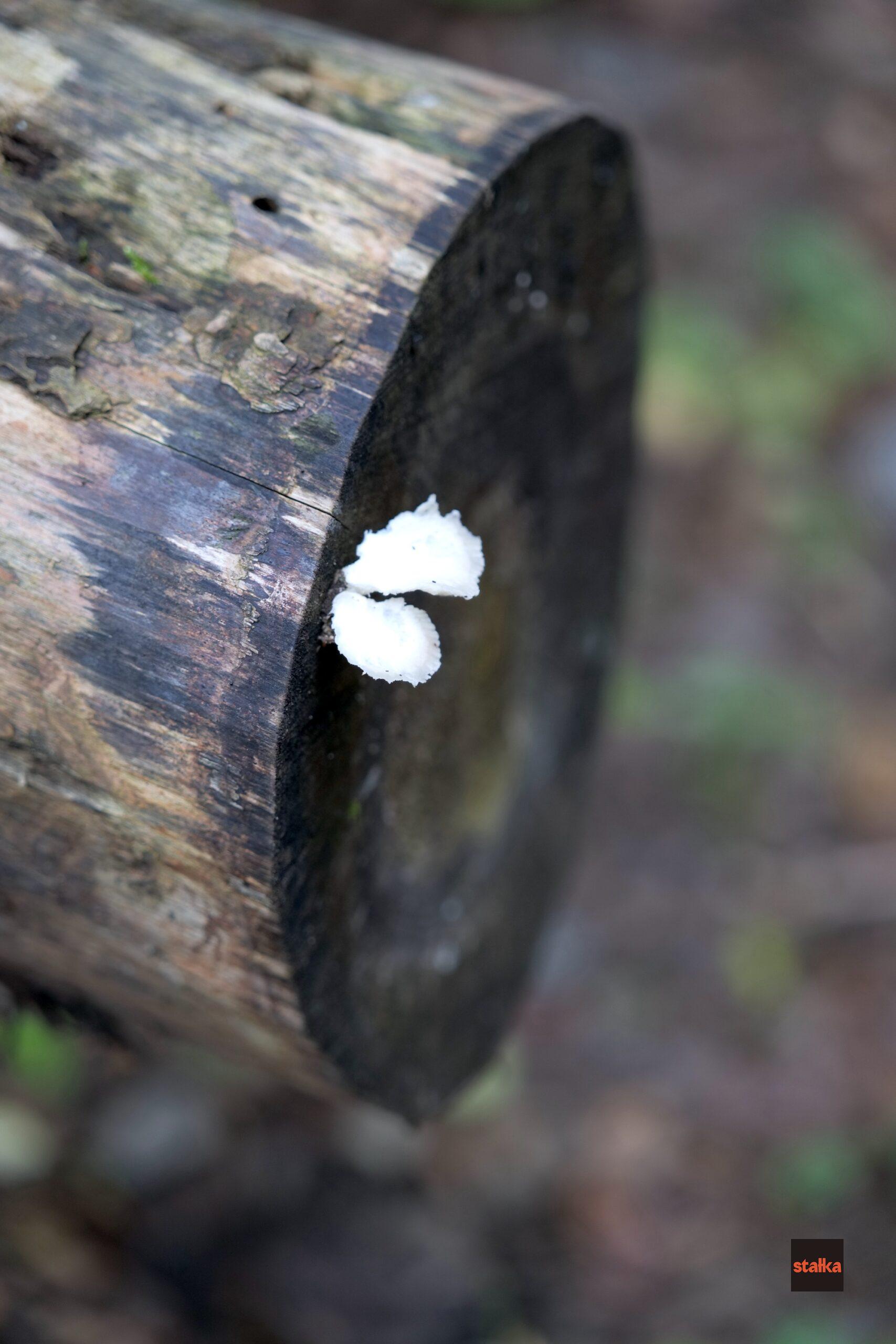 Spędziłem weekend z Sigmą A 28-105 f2.8 DG DN 15 P1085591 1 scaled