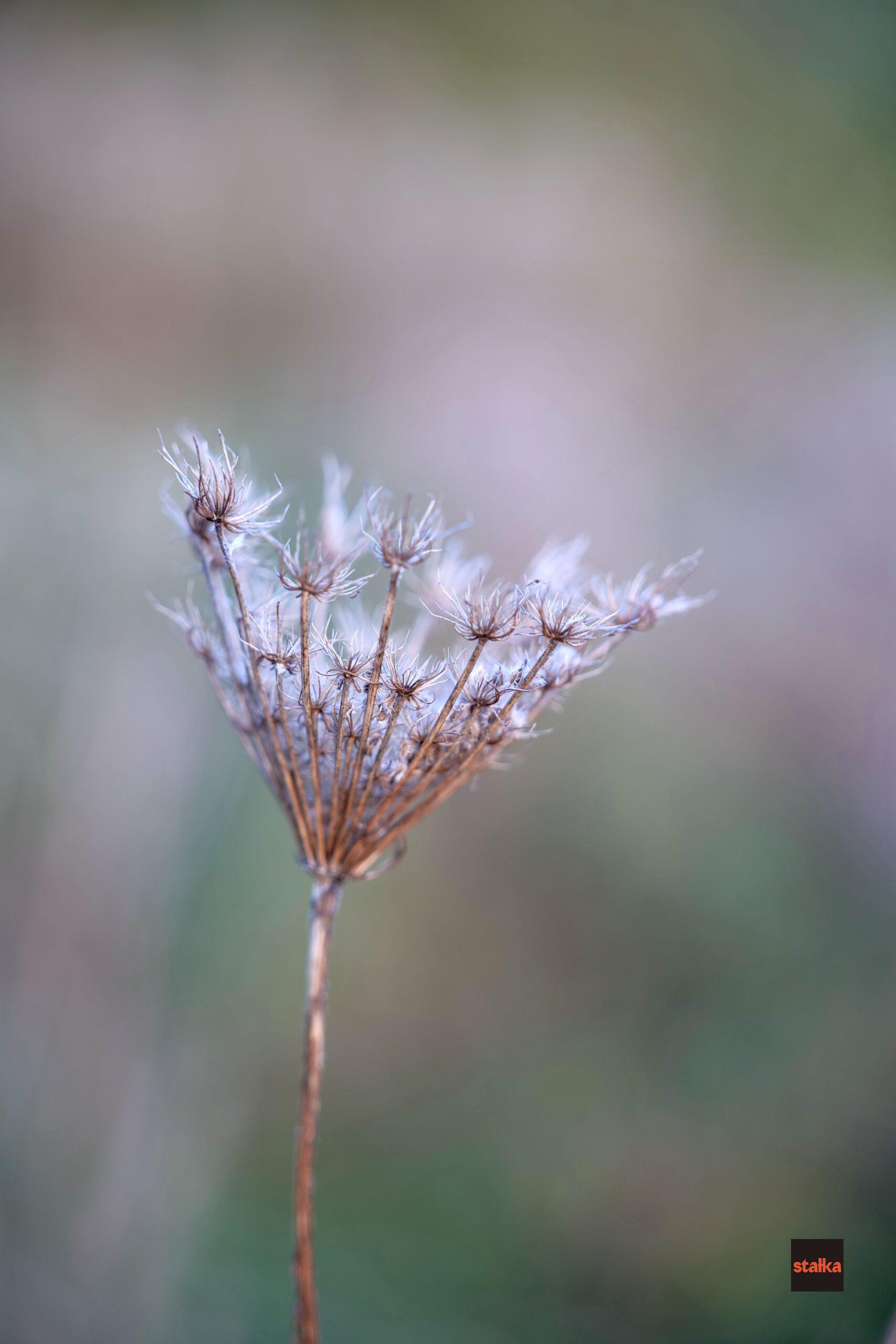 Spędziłem weekend z Sigmą A 28-105 f2.8 DG DN 19 P1085612 1 scaled
