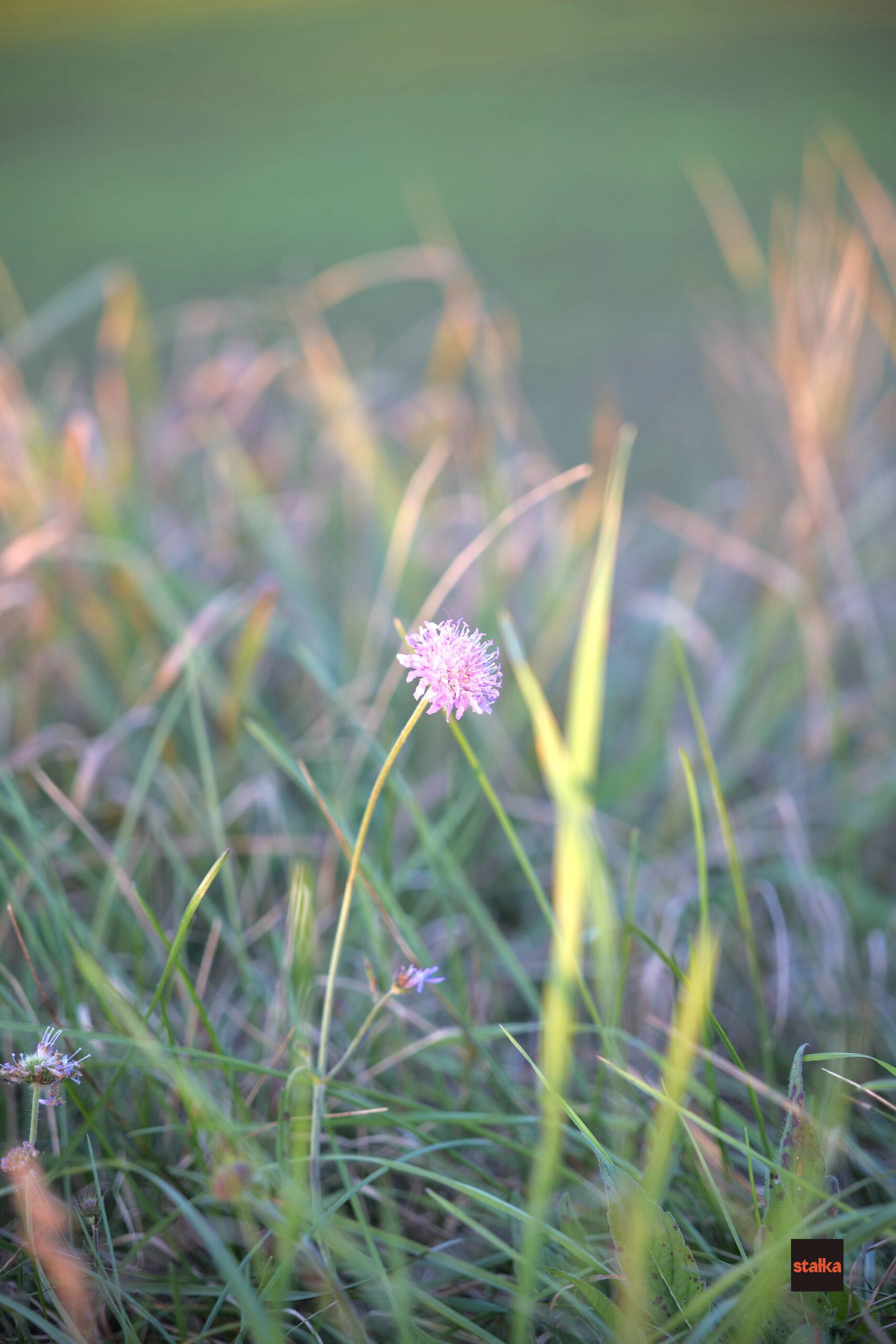 Spędziłem weekend z Sigmą A 28-105 f2.8 DG DN 26 P1085639 1 scaled