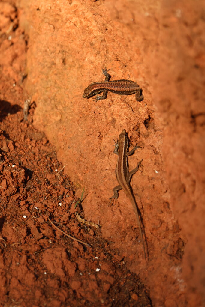 dancio konkurs niedziela 2