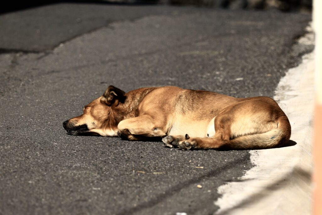 dancio konkurs niedziela 9