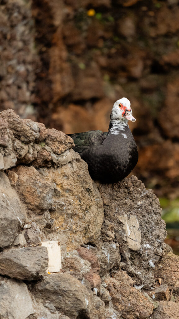 gustaw konkurs poniedzialek 10