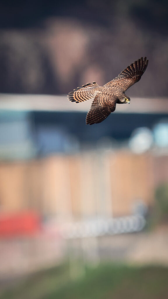 sebastian konkurs niedziela 9