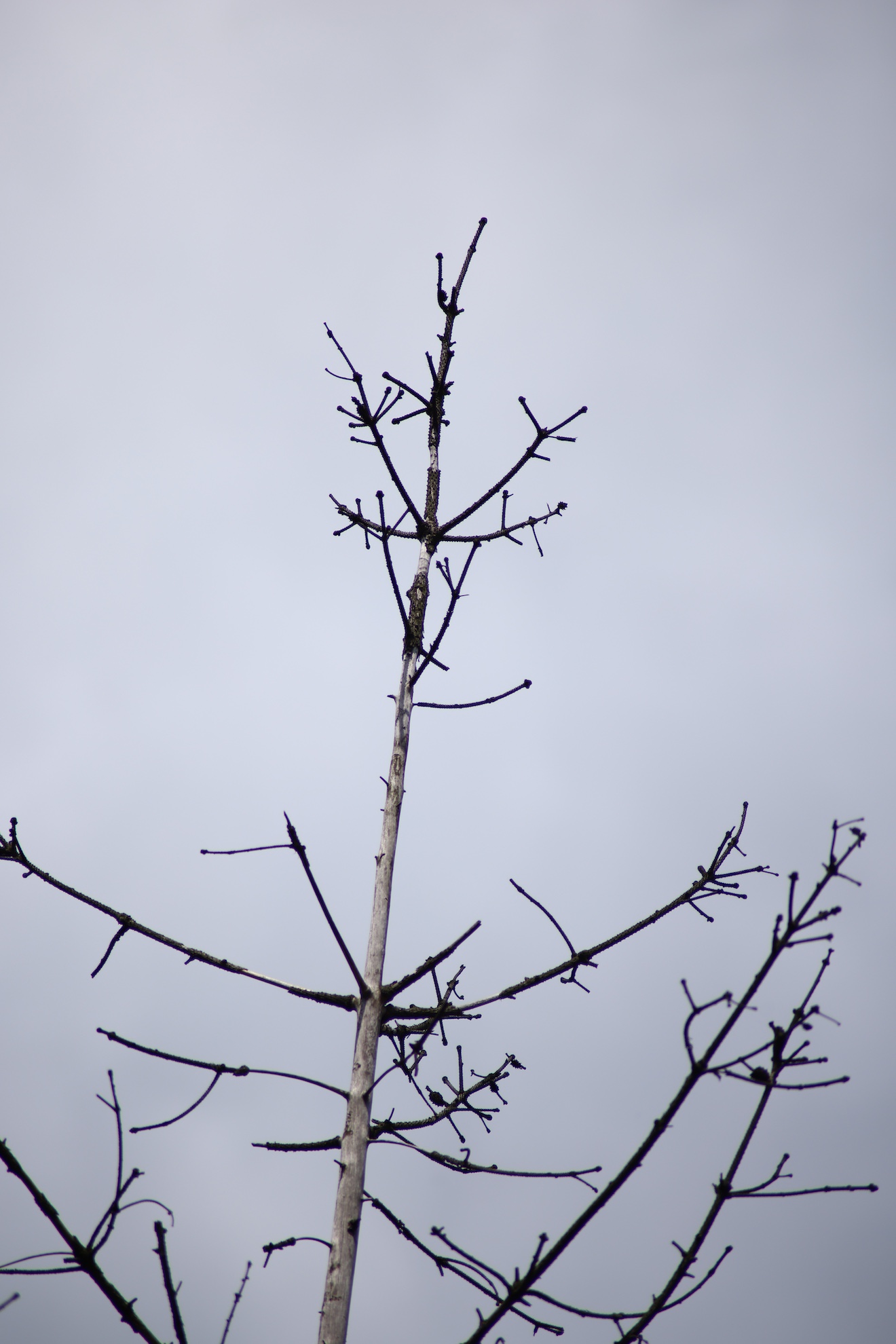 Tamron AF 70-300mm F/4-5.6 Di LD Macro 1:2 (A17)