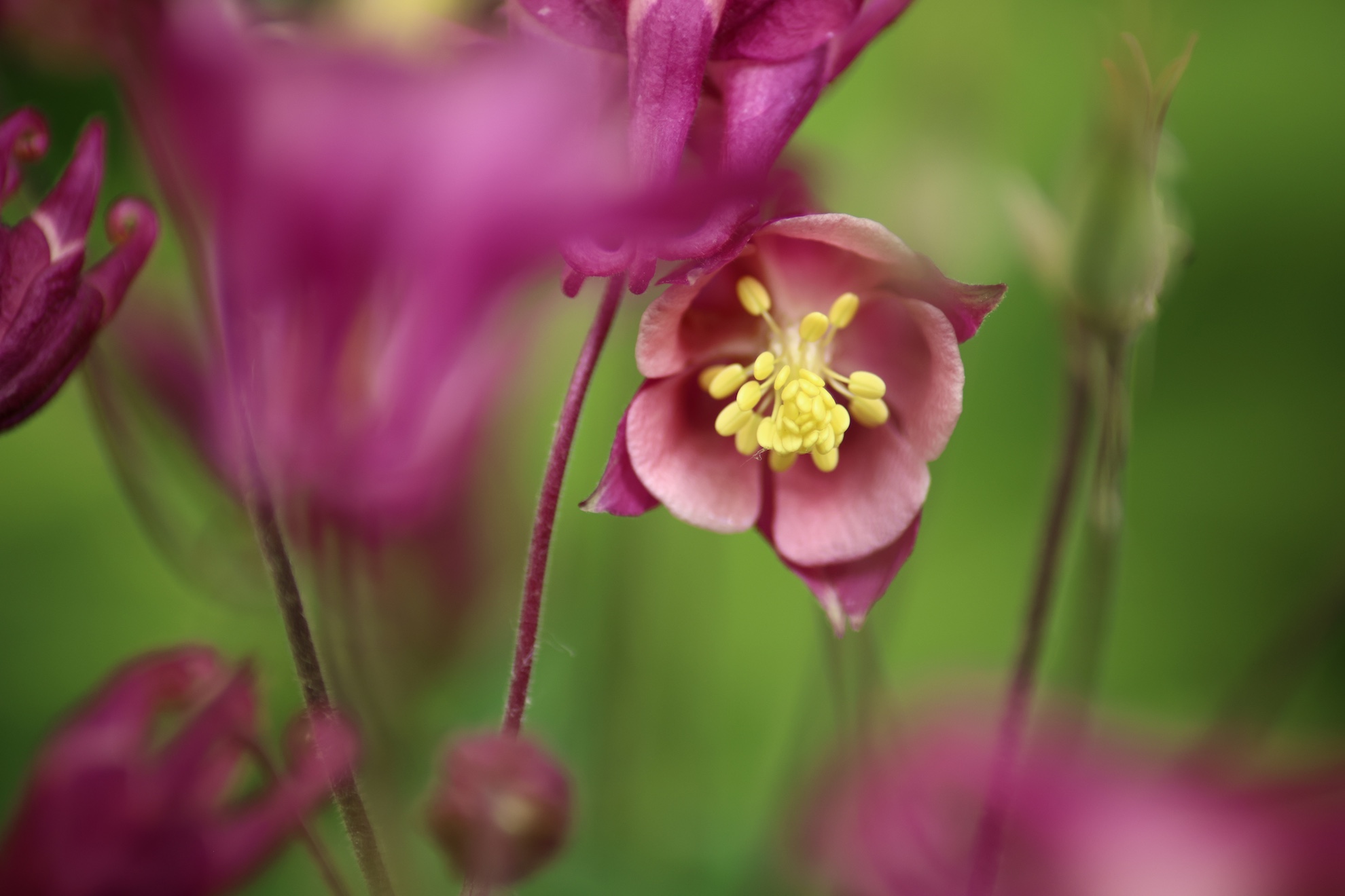 Tamron AF 70-300mm F/4-5.6 Di LD Macro 1:2 (A17)