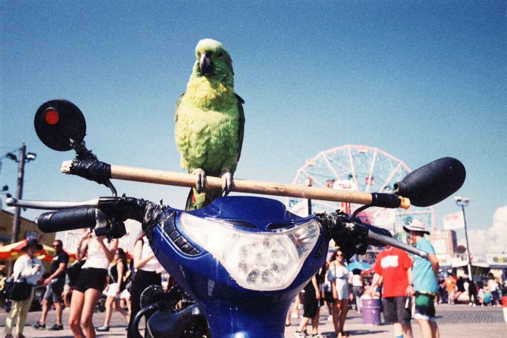 duffman coneyisland 2