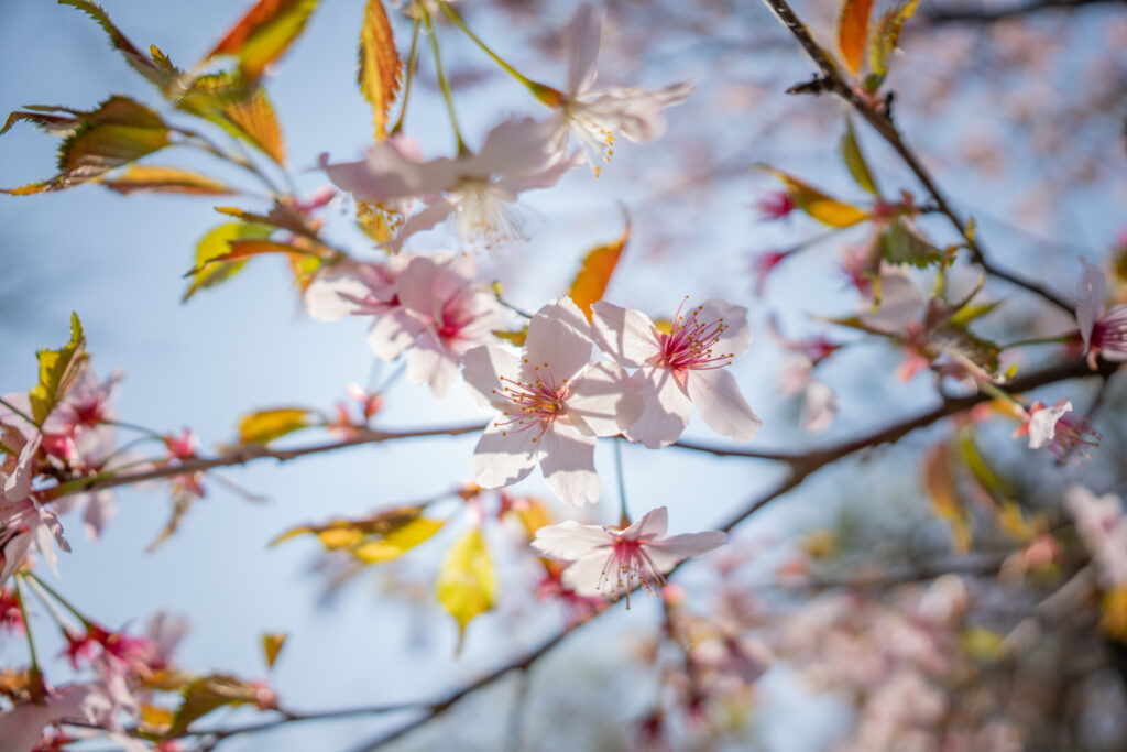 Sigma pokazała 12 mm F1.4 DC | Contemporary – najszerszy na świecie obiektyw dla bezlusterkowców APS-C z przysłoną F1.4 9 05. Fot. Masami Tanaka