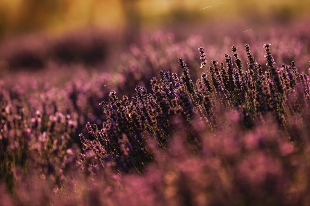 12 Fot Mateusz Marzec