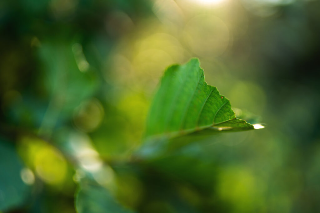 Sigma 35mm F1.2 DG II | Art – mniejszy i lepszy następca lubianego obiektywu 8 04. Fot. Krzysztof Kisala