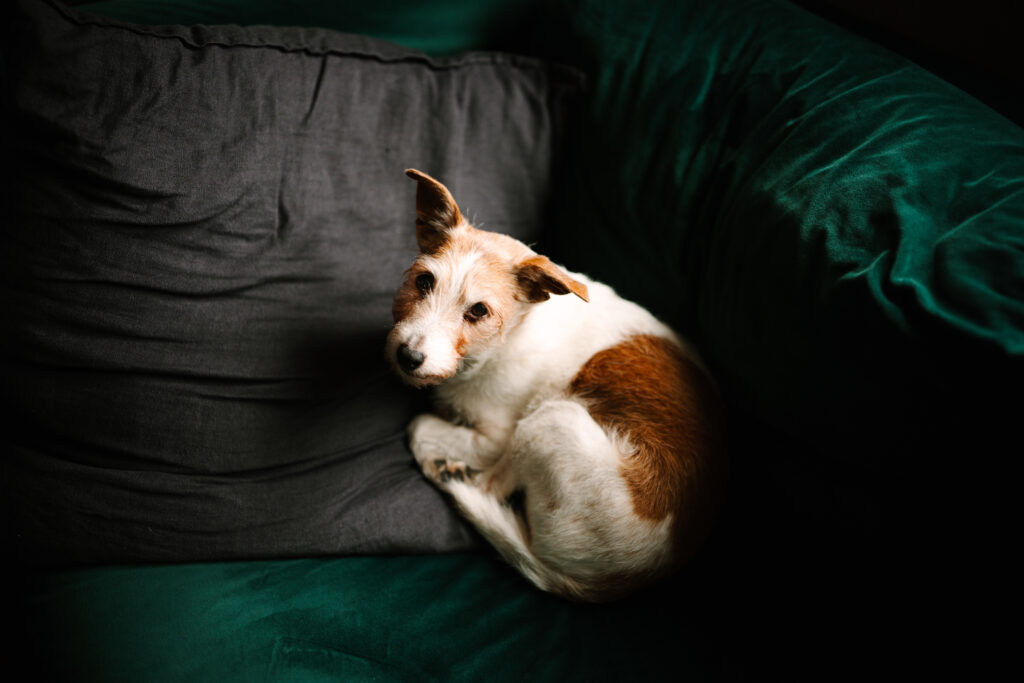 Sigma 35mm F1.2 DG II | Art – mniejszy i lepszy następca lubianego obiektywu 10 06. Fot. Abigail Steed