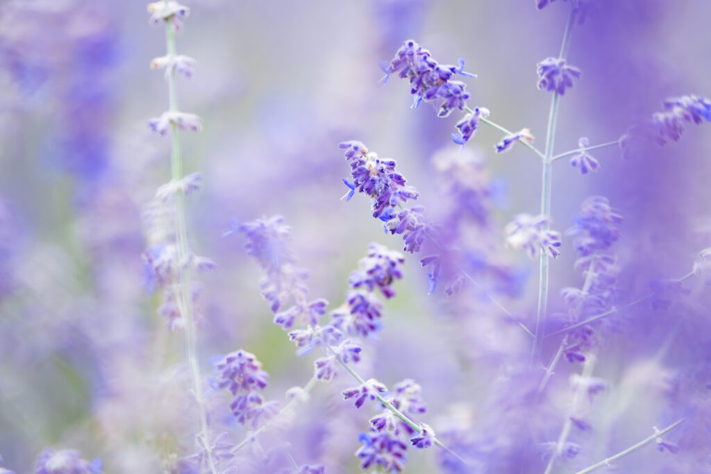 07.Fot . Dariusz Bres