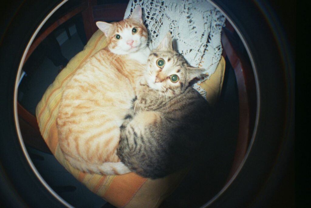 2020 11 26 it tommaso biagetti fotodi undamento fisheye 2 cn 400 135 film 003