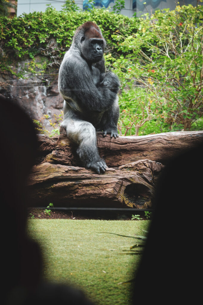 SDIM0626