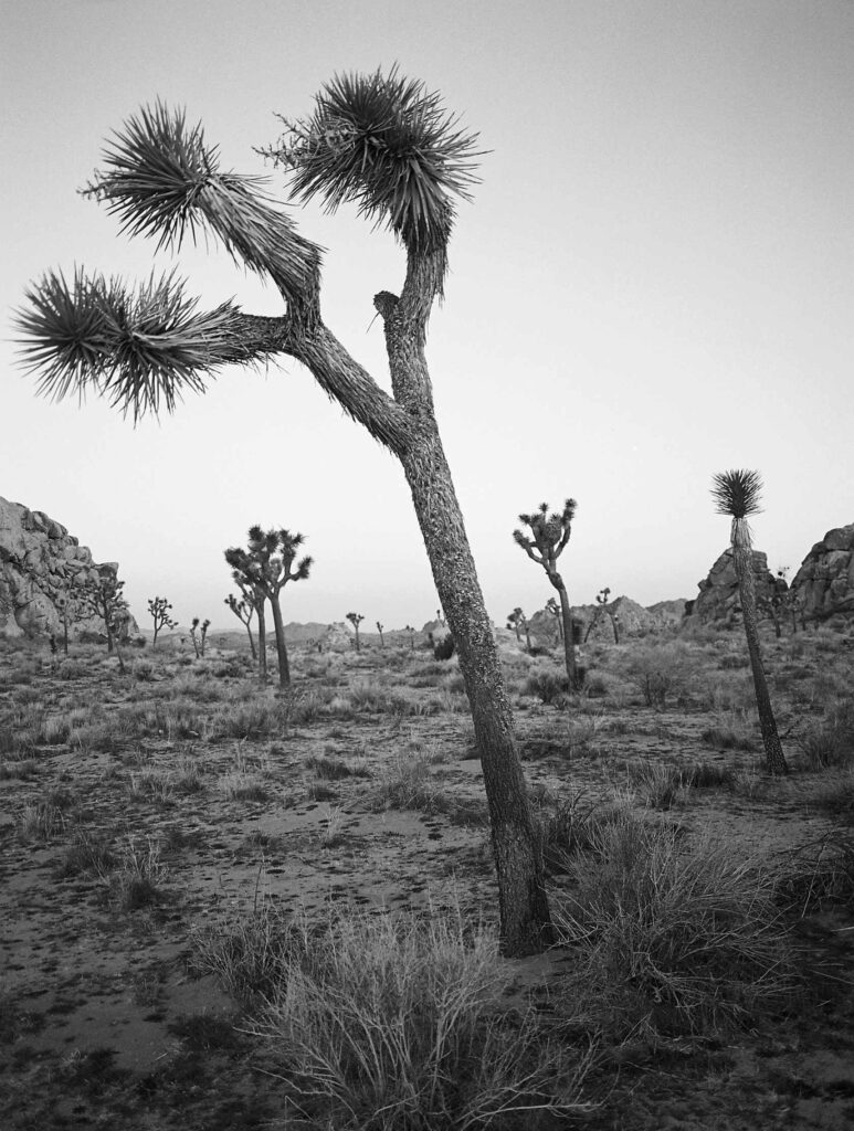 kodak ektapan film 400 sample image desert