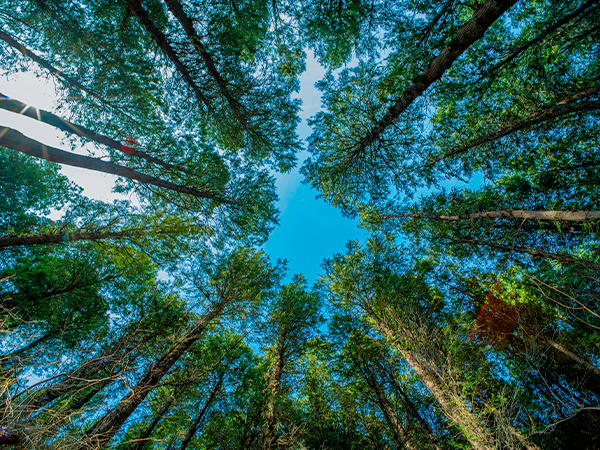 Rybie oko od Brightin Star doczekało się odświeżonej wersji 11 mm f/2.8 II 3 A 600 20